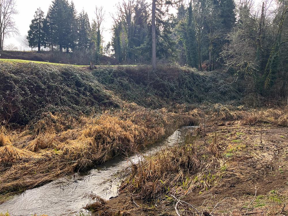 small creek surrounded by non-native species like blackberry and reed canarygrass