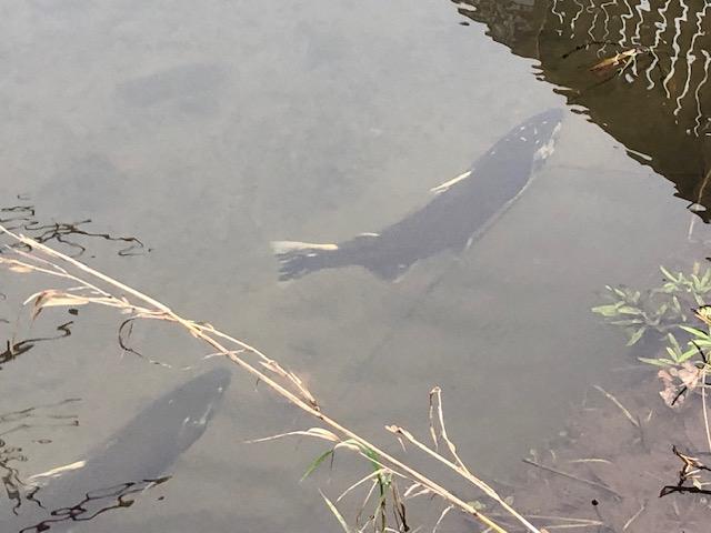 mature salmon in Campen Creek