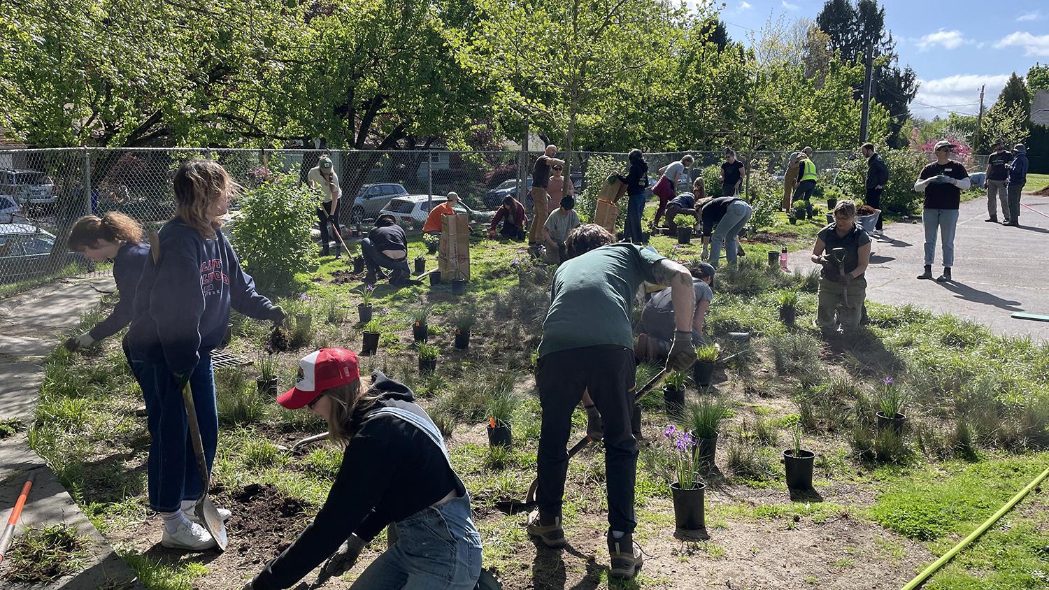 volunteers work in the garden