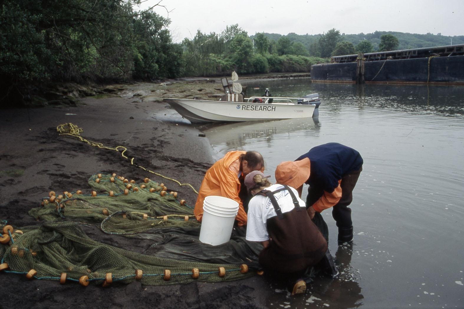 three people huddle over a seine net on the shore, identifying juvenile salmon
