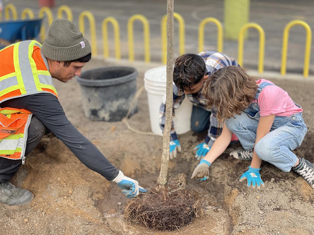 an adult helps two students fill in dirt around a tree's roots