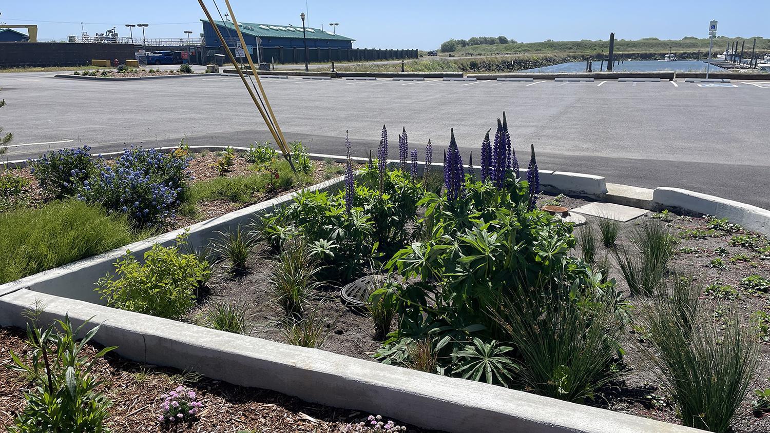 new stormwater swale planted with flowers with Baker Bay in the background