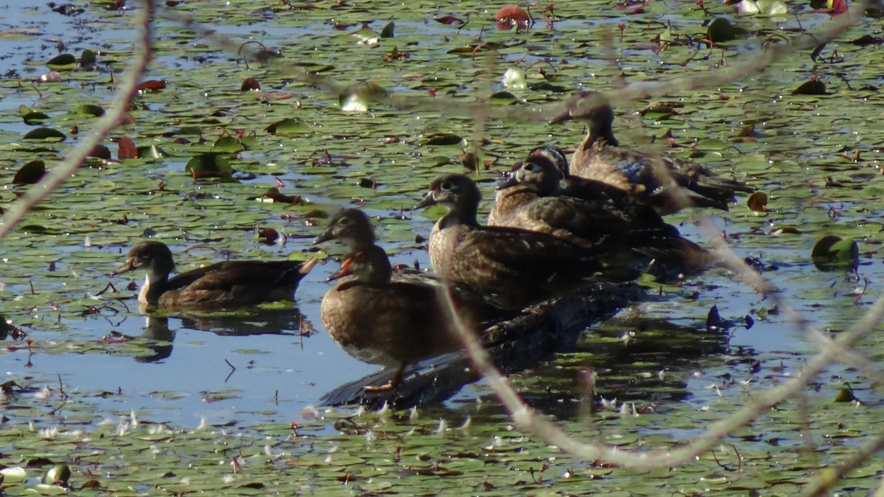 four wood ducks amid lilypads