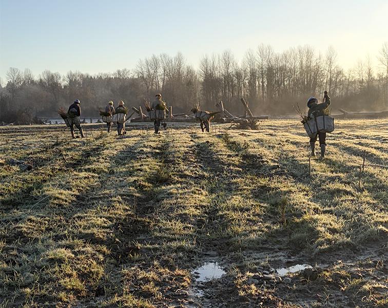 a line of workers laden with bags filled with willow stakes in the early morning light