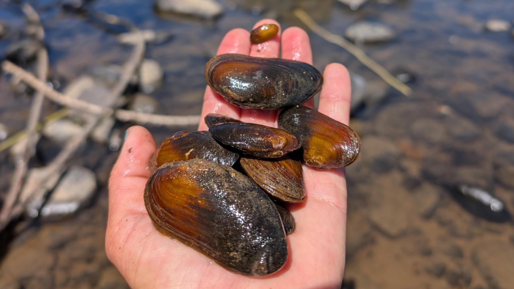 a hand holds several freshwater mussels