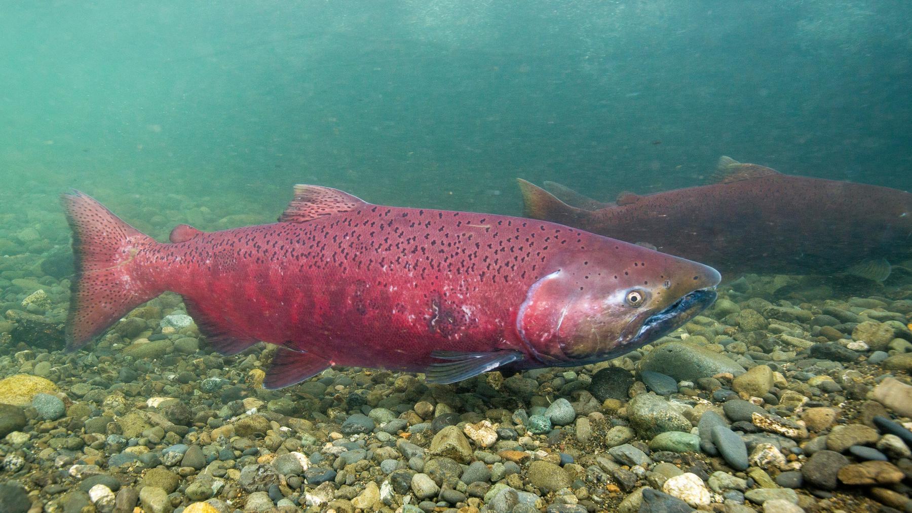 a spawning salmon