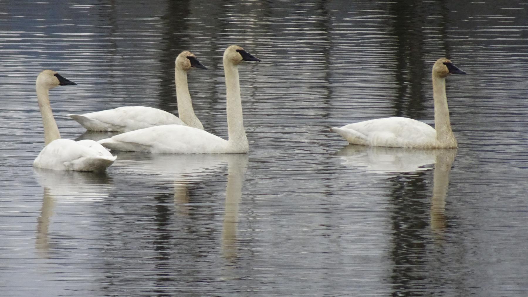 4 trumpeter swans float on the water