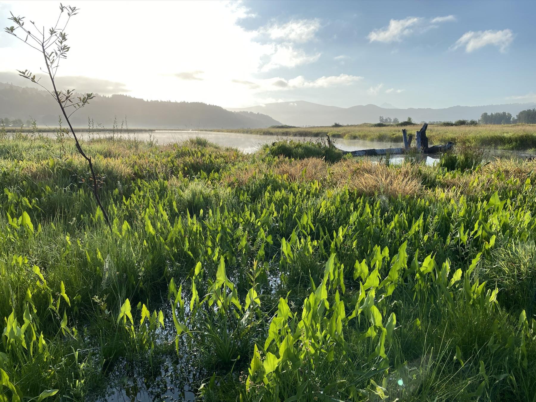 A field of wapato, with the Columbia Gorge in the background