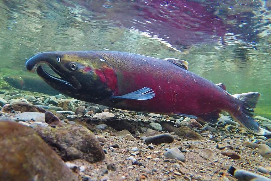 coho salmon spawner with hooked jaw and bright red sides