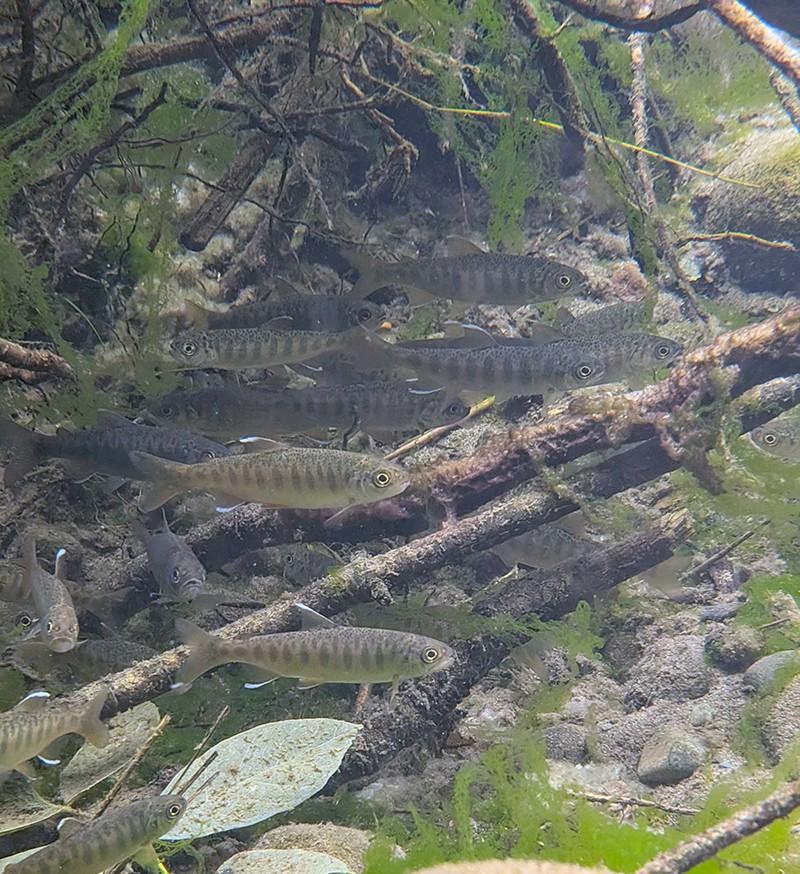 around a dozen juvenile salmon in the water among sticks and gravel