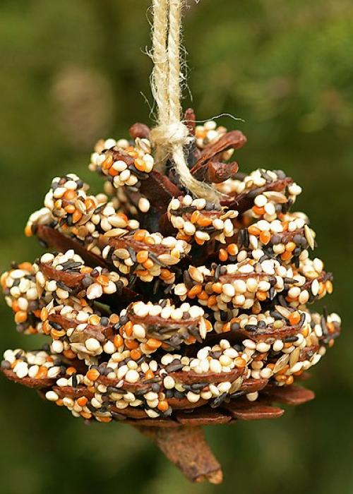 pinecone bird feeder