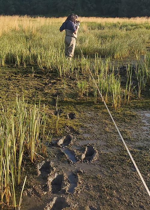 muddy boot tracks from wetland monitoring