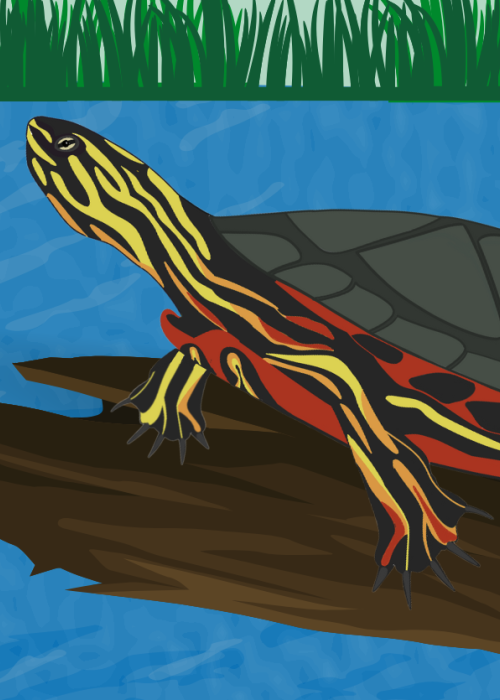 Western Painted Turtle 
