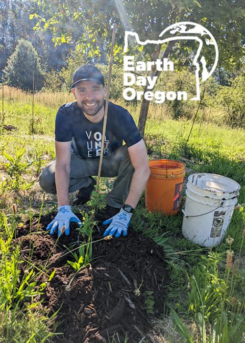 Volunteer mulches a tree