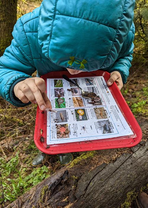 a student works to identify an insect from an ID guide