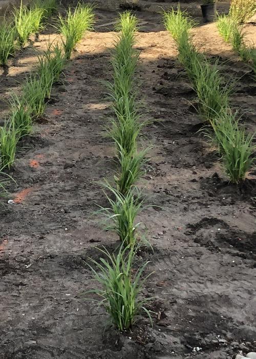 newly planted stormwater swale