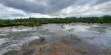 wetlands wetlands